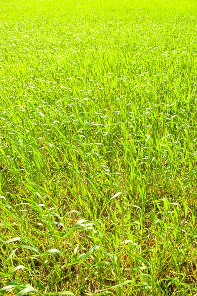 Maíz que crece en un campo en primavera — Foto de Stock