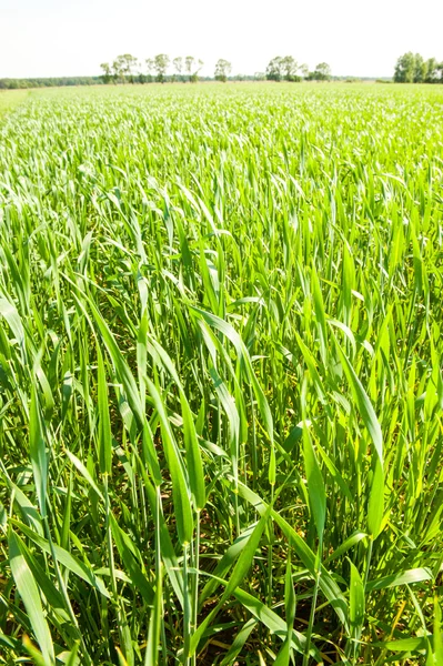 Кукуруза, растущая весной на поле — стоковое фото