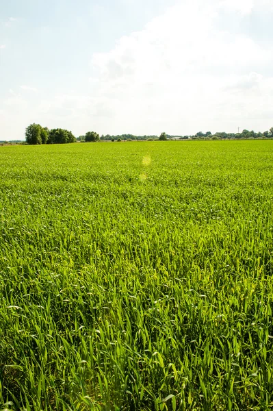 Corn growing in a field in spring — Stock Photo, Image