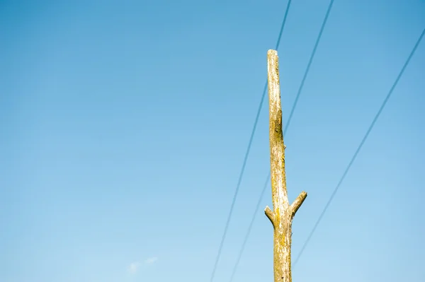Masten auf dem Feld — Stockfoto