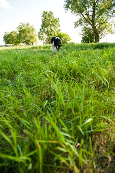 Bezerros na corrida do prado — Fotografia de Stock