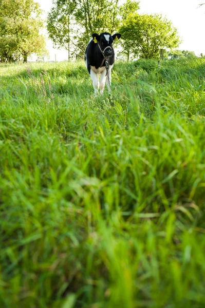 Bezerros na corrida do prado — Fotografia de Stock