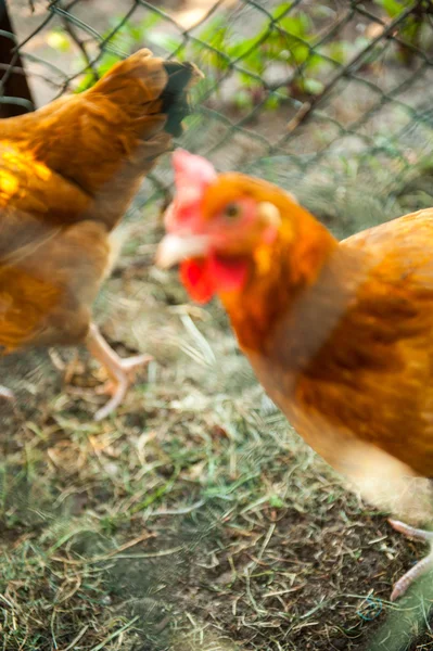 Free-range chickens — Stock Photo, Image