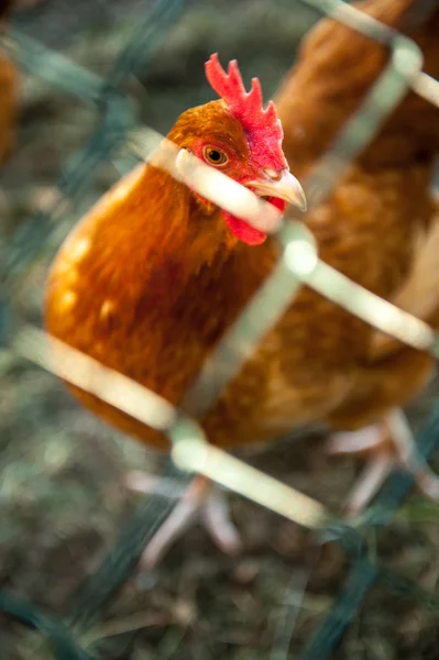 Free-range chickens — Stock Photo, Image