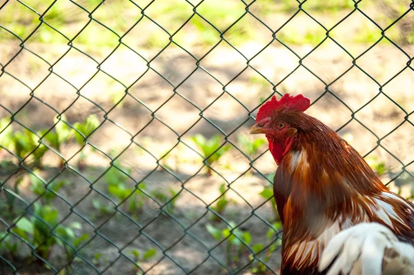 Free-range chickens — Stock Photo, Image