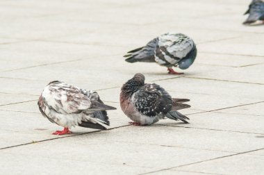 Kentsel güvercin turistlerle dağınık ekmek yemek