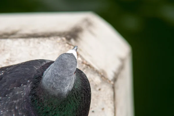 Városi galambok eszik a kenyeret, szétszórva a turisták — Stock Fotó