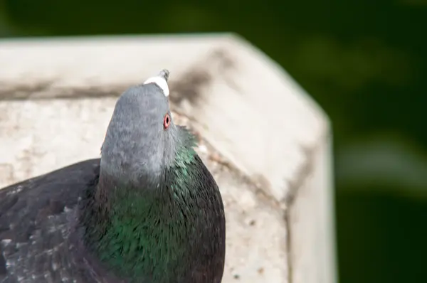 Pigeon urbain manger du pain parsemé de touristes — Photo