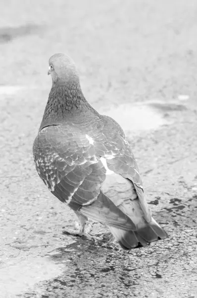 Pigeon urbain manger du pain parsemé de touristes — Photo