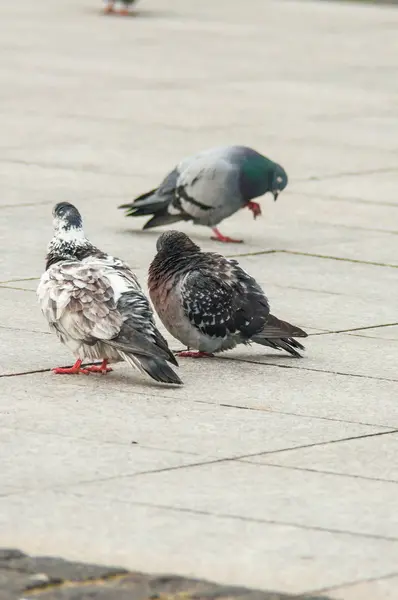 Urban pigeon eating bread scattered with tourists — Stock Photo, Image
