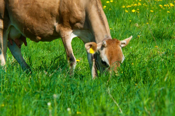 La mucca di Jersey brucia in un prato — Foto Stock