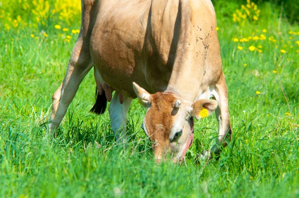 ジャージー牛の牧草地にかすめる — ストック写真