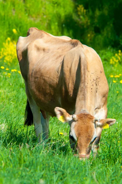 Krowa Jersey pasie się na łące — Zdjęcie stockowe