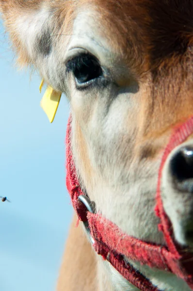 Krowa Jersey pasie się na łące — Zdjęcie stockowe