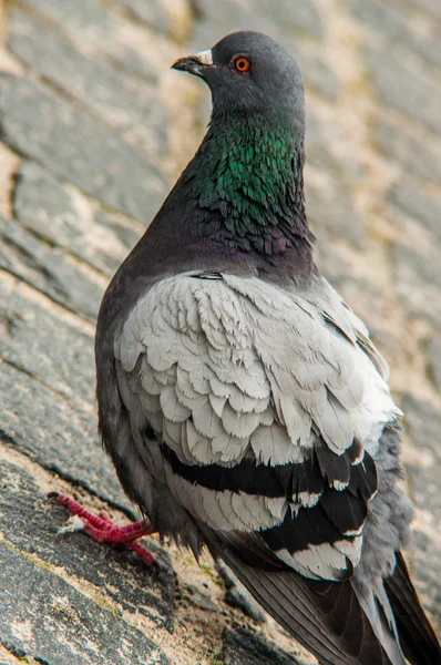 Pigeon urbain manger du pain parsemé de touristes — Photo