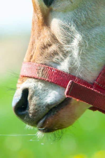 Jersey vache paître dans une prairie — Photo