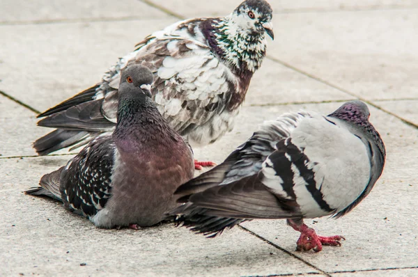 Urban pigeon eating bread scattered with tourists — Stock Photo, Image