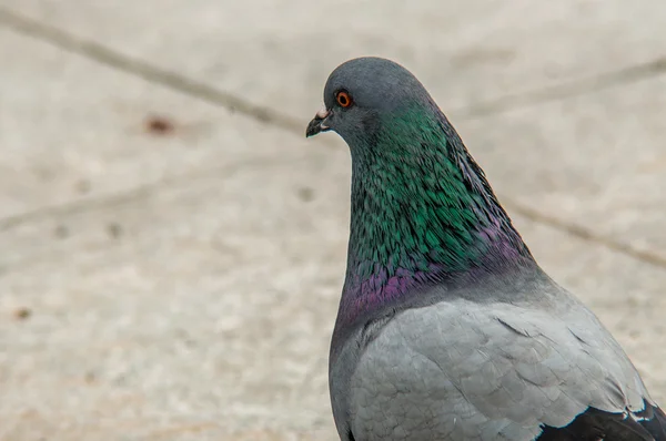 Pigeon urbain manger du pain parsemé de touristes — Photo