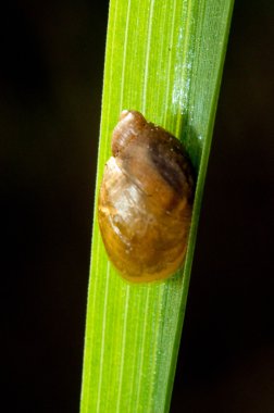 küçük salyangoz yeşil çimenlerin üzerinde