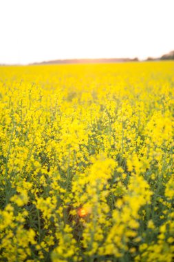 çiçek açan kanola alanında