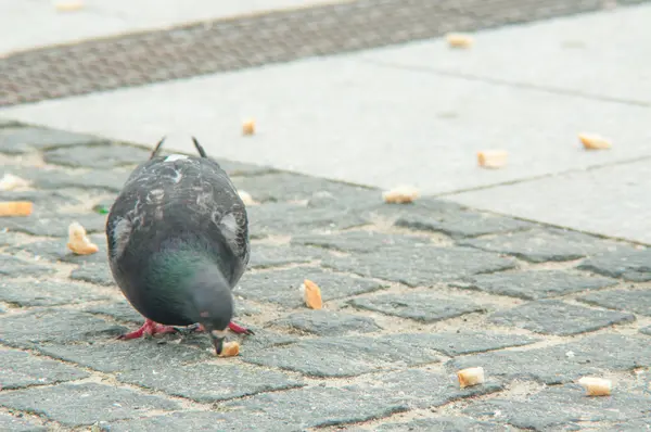 Paloma urbana comiendo pan esparcido con turistas — Foto de Stock