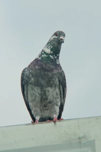 Pigeon urbain manger du pain parsemé de touristes — Photo