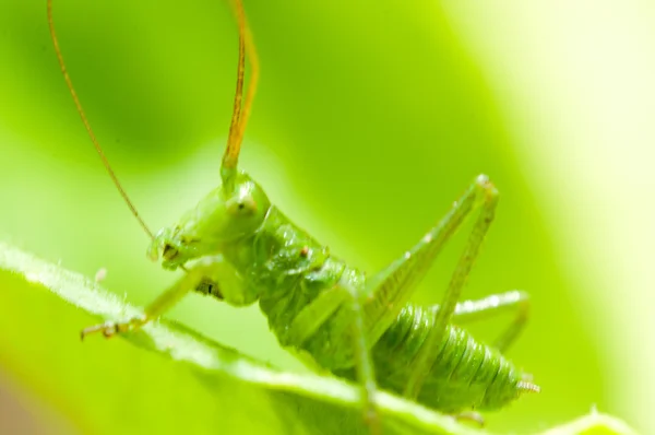 Kobylka v zelené trávě — Stock fotografie