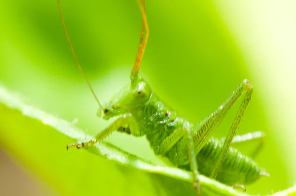 Grasshopper na grama verde — Fotografia de Stock