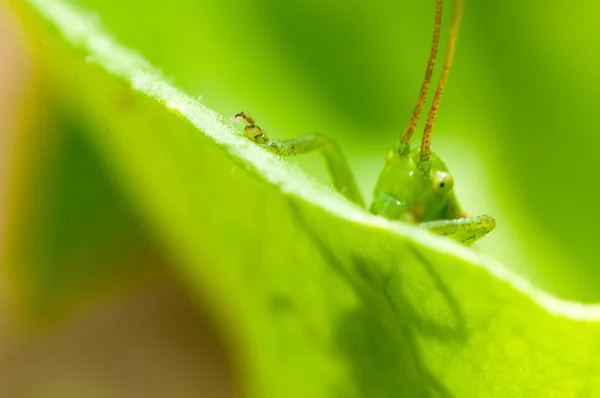 Grasshopper na grama verde — Fotografia de Stock