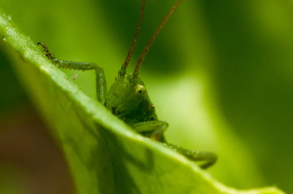 Grasshopper na grama verde — Fotografia de Stock