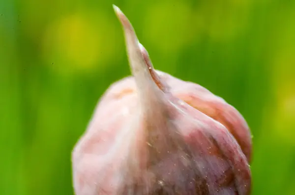 Cebollino que crece en el jardín —  Fotos de Stock