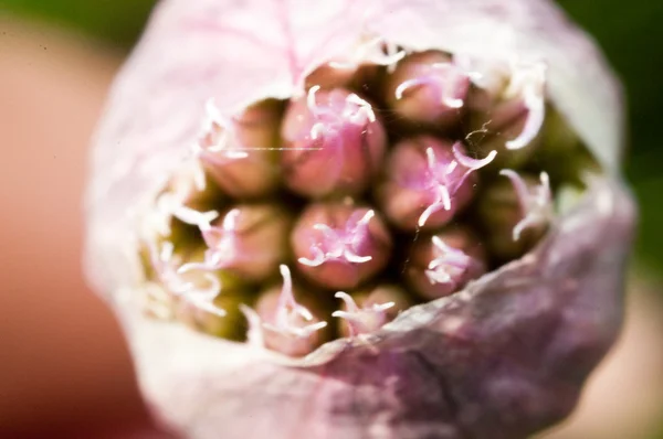 Erba cipollina che cresce in giardino — Foto Stock