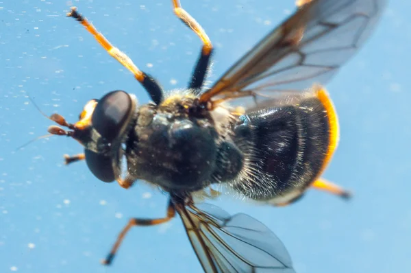 Macro abelha — Fotografia de Stock