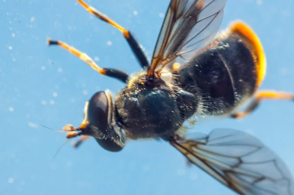 Macro abelha — Fotografia de Stock