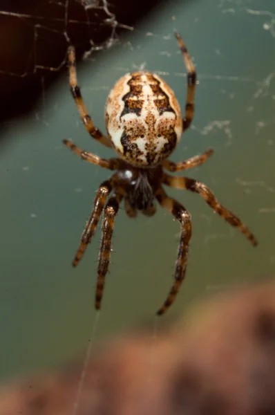 Araignée tisse une toile de — Photo