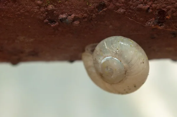 Melc mic pe o iarbă verde — Fotografie, imagine de stoc