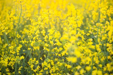 çiçek açan kanola alanında