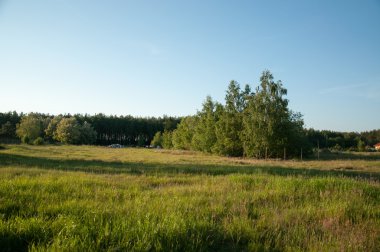 çiçekli çayır çimen