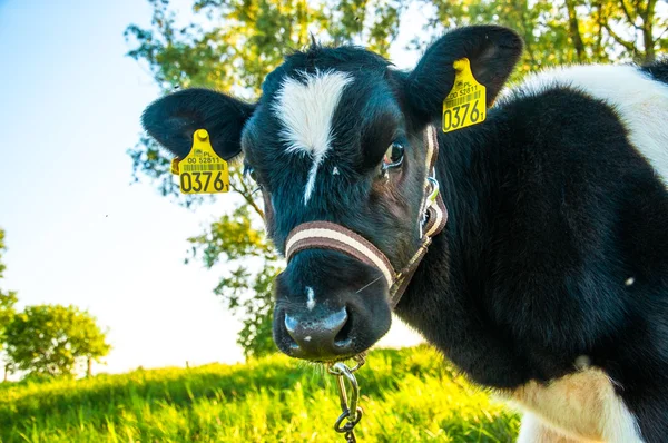 Calves on the meadow — Stock Photo, Image