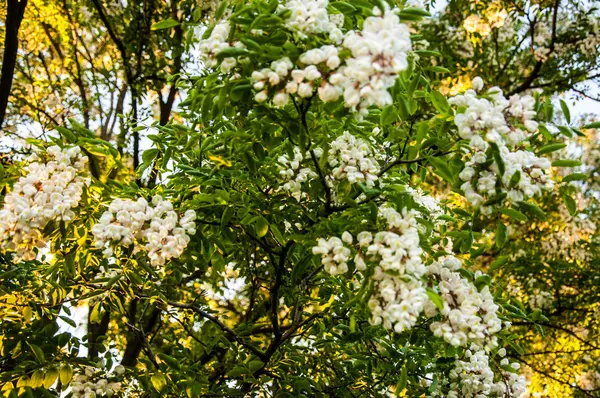Acacia δέντρο ανθίζει τον Ιούνιο — Φωτογραφία Αρχείου