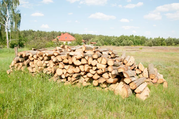 Junger Baum im Frühling — Stockfoto