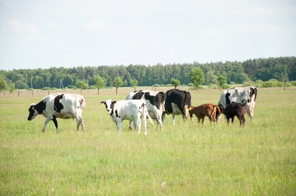 犊牛在草地上 — 图库照片