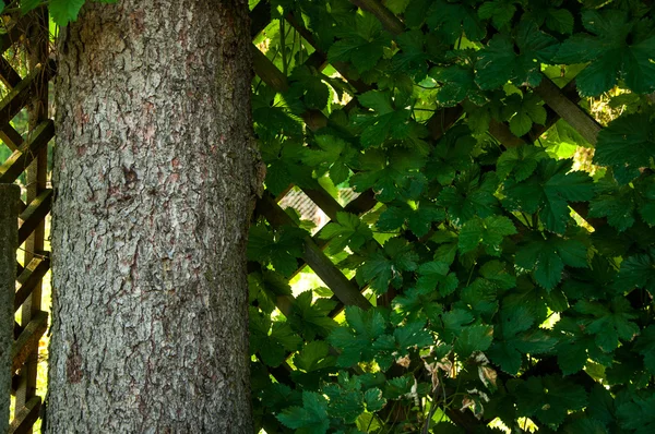 Árvore jovem na primavera — Fotografia de Stock