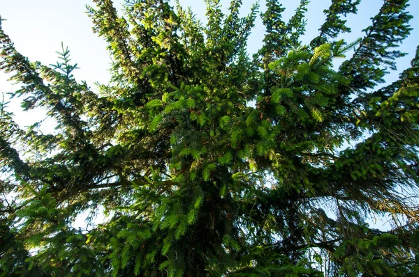 Young tree in spring — Stock Photo, Image