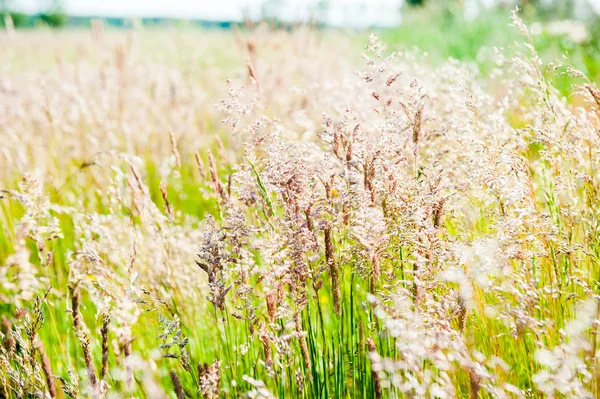 Цветущая трава на лугу — стоковое фото