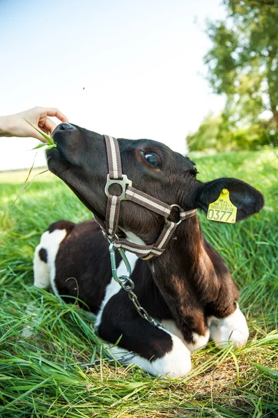 Calves on the meadow — Stock Photo, Image