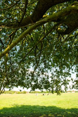 İlkbaharda genç ağaç