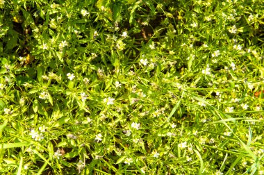 baharda bir alanda büyüyen mısır