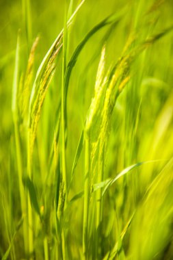 çiçekli çayır çimen