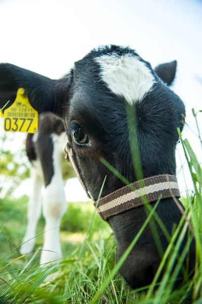 Calves on the meadow — Stock Photo, Image